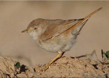 1200px-Asian_Desert_Wrabler