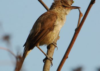 1200px-Clamorous_reed_warbler
