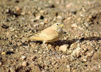 1200px-Steinlerche (1)