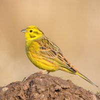 1280px-Goldammer_Emberiza_citrinella