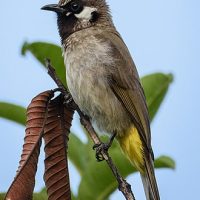 330px-Himalayan_bulbul_(Pycnonotus_leucogenys)_Cropped