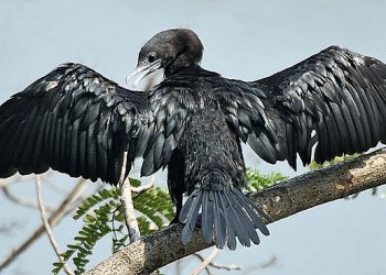 640px-Little_Cormorant-Drying_its_wings_I_IMG_8090