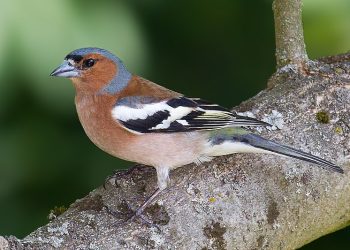 800px-Chaffinch_(Fringilla_coelebs)