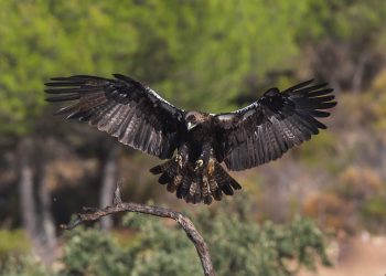 Aguila_Imperial_Entrando_Al_Posadero_(125891767)