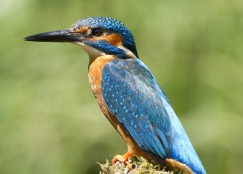 Alcedo_atthis_-England-8_(cropped)