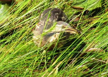 American_Bittern_Seney_NWR_3