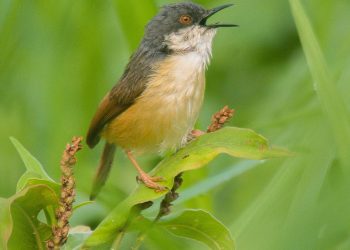 Ashy_Prinia_singing