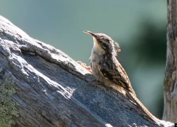 Bar-Tailed-Treecreeper2-jpg