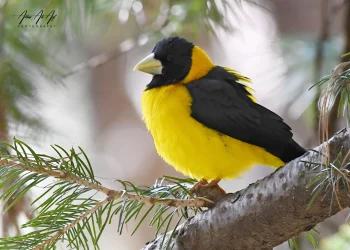 Black-and-yellow-Grosbeak1-jpg