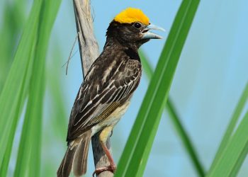 Blackbreastedweaver_DSC_6530_040813_dadri