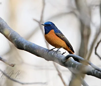 Blue-fronted-Redstart4-jpg