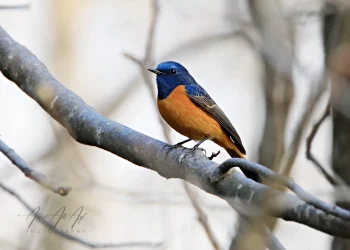 Blue-fronted-Redstart4-jpg
