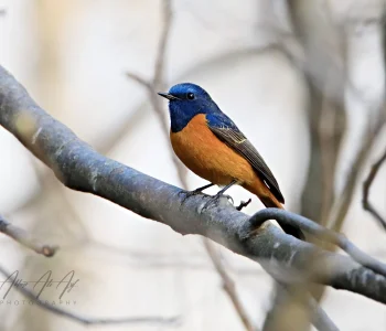Blue-fronted-Redstart4-jpg