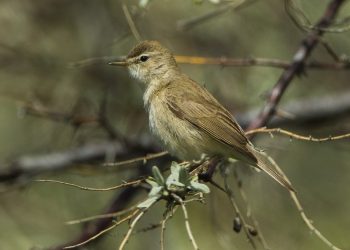 Booted_Warbler_-_Kazakistan_S4E0786_(17330623545)