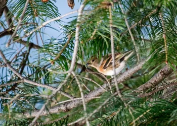 Brambling2-3-jpg