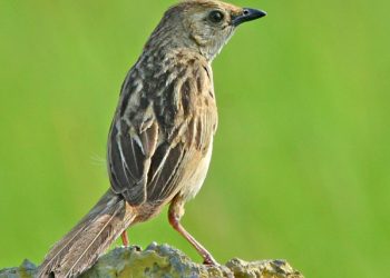 Bristledgrassbird_DSC_7235_100813_dadri_01