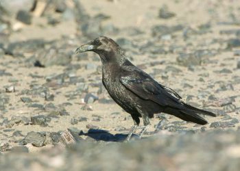 Brown-necked_Raven_-_Merzouga_-_Morocco_07_3411_(22160964904) (1)
