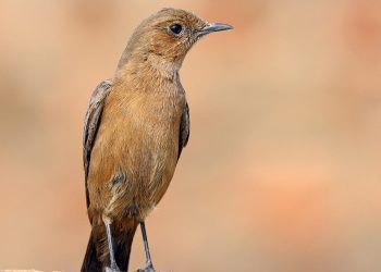 Brown_rock_chat_(Oenanthe_fusca)