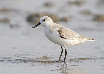 Calidris_alba_-_Laem_Phak_Bia