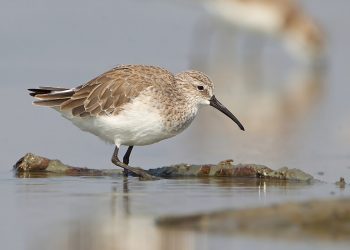 Calidris_ferruginea,_winter_adult,_Pak_Thale