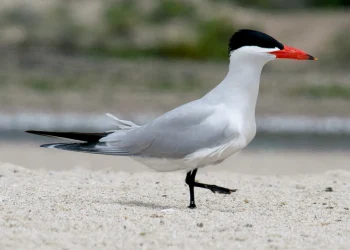 Caspian_Tern_(Hydroprogne_caspia)_RWD