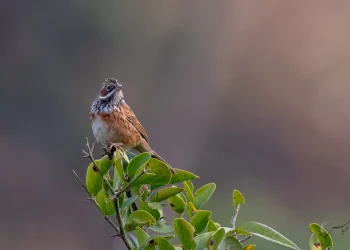 Chestnut-eared-Bunting2-jpg