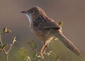 Common_Babbler_(Turdoides_caudatus)_in_Hodal,_Haryana_W_IMG_6317