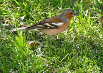 Common_Chaffinch_(Fringilla_coelebs)_male_(17025426449)