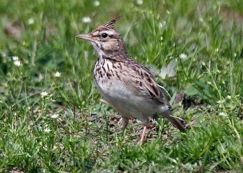 Crested_Lark_(Galerida_cristata)_at_Sultanpur_I_Picture_118