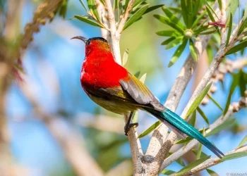 Crimson-Sunbird1-jpg