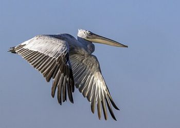 Dalmatian_pelican_(Pelecanus_crispus)_in_flight_Danube_delta