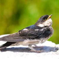 Delichon_dasypus_-Taiwan-8-4c