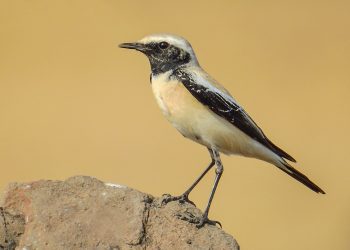 Desert_Wheatear_(Oenanthe_deserti)_Photograph_by_Shantanu_Kuveskar