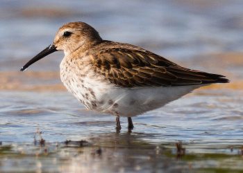 Dunlin_easton_bavents