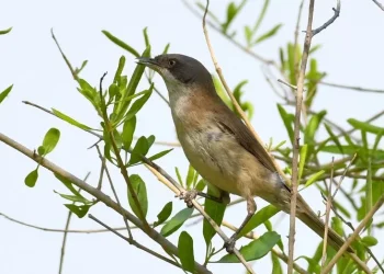 Eastern-Orphean-Warbler3-jpg