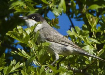 Eastern_Orphean_Warbler_-_Uzbekistan_S4E8419_(18675147404)-cropped