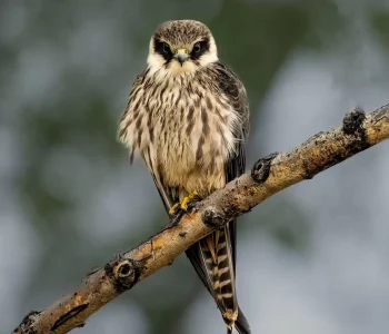 Eurasian-Hobby1-jpg