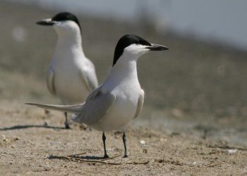 Gelochelidon_nilotica_vanrossemi