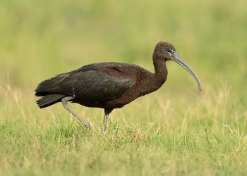 Glossy_Ibis_-_Fogg_Dam_Conservation_Reserve