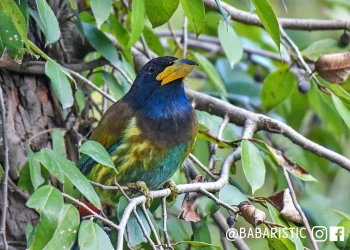 Great-Barbet-jpg