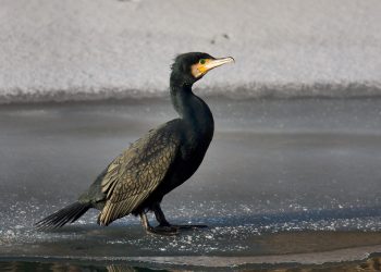 Great_cormorant