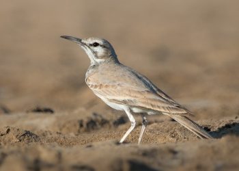 Greater_Hoopoe_Lark,_crop