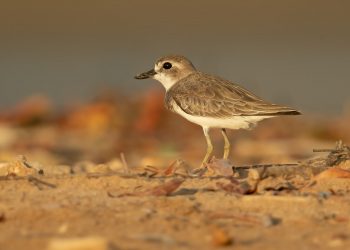 Greater_Sand_Plover_1_-_Lee_Point