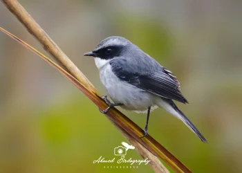 Grey-Bushchat3-jpg