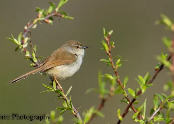 Grey-breasted-Prinia-jpg