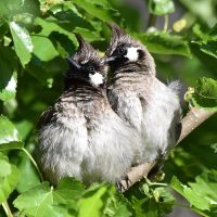 Himalayan bulbuls courting