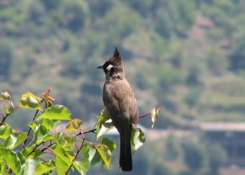 Himalayan_bulbul