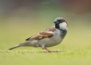 House-Sparrow1-jpg