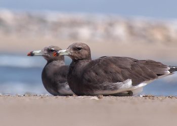 Ichthyaetus_hemprichii_Oman