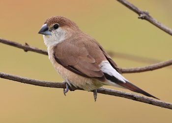 Indian_Silverbill3